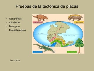 Pruebas de la tectónica de placasGeográficasClimáticasBiológicasPaleontológicasLos trozos 