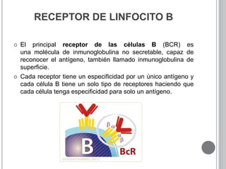 Tema 64 Descripción del proceso del reconocimiento del antígeno por los