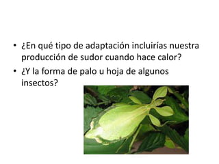 • ¿En qué tipo de adaptación incluirías nuestra
producción de sudor cuando hace calor?
• ¿Y la forma de palo u hoja de algunos
insectos?
 