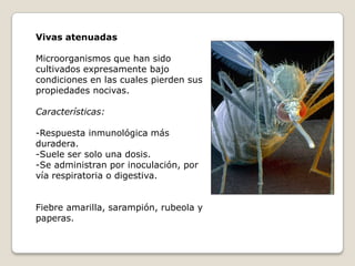 Vivas atenuadas

Microorganismos que han sido
cultivados expresamente bajo
condiciones en las cuales pierden sus
propiedades nocivas.

Características:

-Respuesta inmunológica más
duradera.
-Suele ser solo una dosis.
-Se administran por inoculación, por
vía respiratoria o digestiva.


Fiebre amarilla, sarampión, rubeola y
paperas.
 