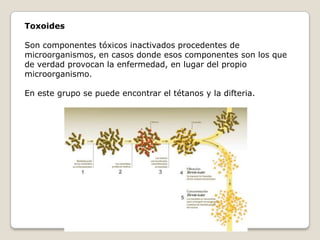 Toxoides

Son componentes tóxicos inactivados procedentes de
microorganismos, en casos donde esos componentes son los que
de verdad provocan la enfermedad, en lugar del propio
microorganismo.

En este grupo se puede encontrar el tétanos y la difteria.
 