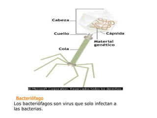 Bacteriófago
Los bacteriófagos son virus que solo infectan a
las bacterias.
 