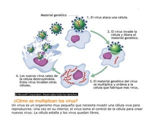 ¿Cómo se multiplican los virus?
Un virus es un organismo muy pequeño que necesita invadir una célula viva para
reproducirse. Una vez en su interior, el virus toma el control de la célula para crear
nuevos virus. La célula estalla y los virus quedan libres.
 