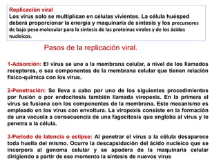 Replicación viral
Los virus solo se multiplican en células vivientes. La célula huésped
deberá proporcionar la energía y maquinaria de síntesis y los precursores
de bajo peso molecular para la síntesis de las proteínas virales y de los ácidos
nucleicos.
Pasos de la replicación viral.
1-Adsorción: El virus se une a la membrana celular, a nivel de los llamados
receptores, o sea componentes de la membrana celular que tienen relación
físico-química con los virus.
2-Penetración: Se lleva a cabo por uno de los siguientes procedimientos
por fusión o por endocitosis también llamada viropexis. En la primera el
virus se fusiona con los componentes de la membrana. Este mecanismo es
empleado en los virus con envoltura. La viropexis consiste en la formación
de una vacuola a consecuencia de una fagocitosis que engloba al virus y lo
penetra a la célula.
3-Período de latencia o eclipse: Al penetrar el virus a la célula desaparece
toda huella del mismo. Ocurre la descapsidación del ácido nucleico que se
incorpora al genoma celular y se apodera de la maquinaria celular
dirigiendo a partir de ese momento la síntesis de nuevos virus
 
