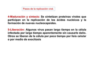 4-Maduración y síntesis: Se sintetizan proteínas virales que
participan en la replicación de los ácidos nucleicos y la
formación de nuevas nucleocapsides.
5-Liberación: Algunos virus pasan largo tiempo en la célula
infectada por largo tiempo aparentemente sin causarle daño.
Otros se liberan de la célula por poco tiempo por lisis celular
o por medio de exocitosis
Pasos de la replicación viral.
 