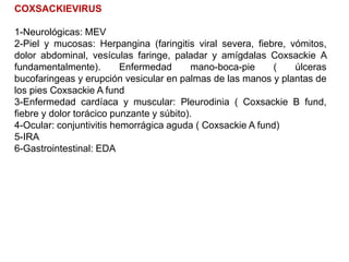 COXSACKIEVIRUS
1-Neurológicas: MEV
2-Piel y mucosas: Herpangina (faringitis viral severa, fiebre, vómitos,
dolor abdominal, vesículas faringe, paladar y amígdalas Coxsackie A
fundamentalmente). Enfermedad mano-boca-pie ( úlceras
bucofaringeas y erupción vesicular en palmas de las manos y plantas de
los pies Coxsackie A fund
3-Enfermedad cardíaca y muscular: Pleurodinia ( Coxsackie B fund,
fiebre y dolor torácico punzante y súbito).
4-Ocular: conjuntivitis hemorrágica aguda ( Coxsackie A fund)
5-IRA
6-Gastrointestinal: EDA
 