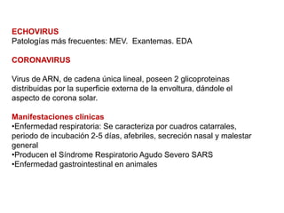ECHOVIRUS
Patologías más frecuentes: MEV. Exantemas. EDA
CORONAVIRUS
Virus de ARN, de cadena única lineal, poseen 2 glicoproteinas
distribuidas por la superficie externa de la envoltura, dándole el
aspecto de corona solar.
Manifestaciones clínicas
•Enfermedad respiratoria: Se caracteriza por cuadros catarrales,
periodo de incubación 2-5 días, afebriles, secreción nasal y malestar
general
•Producen el Síndrome Respiratorio Agudo Severo SARS
•Enfermedad gastrointestinal en animales
 