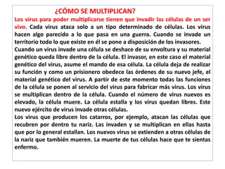 ¿CÓMO SE MULTIPLICAN?
Los virus para poder multiplicarse tienen que invadir las células de un ser
vivo. Cada virus ataca solo a un tipo determinado de células. Los virus
hacen algo parecido a lo que pasa en una guerra. Cuando se invade un
territorio todo lo que existe en él se pone a disposición de los invasores.
Cuando un virus invade una célula se deshace de su envoltura y su material
genético queda libre dentro de la célula. El invasor, en este caso el material
genético del virus, asume el mando de esa célula. La célula deja de realizar
su función y como un prisionero obedece las órdenes de su nuevo jefe, el
material genético del virus. A partir de este momento todas las funciones
de la célula se ponen al servicio del virus para fabricar más virus. Los virus
se multiplican dentro de la célula. Cuando el número de virus nuevos es
elevado, la célula muere. La célula estalla y los virus quedan libres. Este
nuevo ejército de virus invade otras células.
Los virus que producen los catarros, por ejemplo, atacan las células que
recubren por dentro tu nariz. Las invaden y se multiplican en ellas hasta
que por lo general estallan. Los nuevos virus se extienden a otras células de
la nariz que también mueren. La muerte de tus células hace que te sientas
enfermo.
 