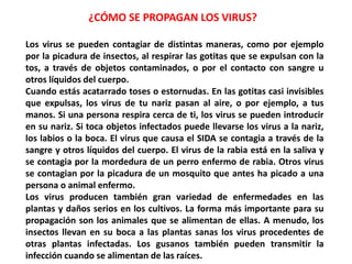 ¿CÓMO SE PROPAGAN LOS VIRUS?
Los virus se pueden contagiar de distintas maneras, como por ejemplo
por la picadura de insectos, al respirar las gotitas que se expulsan con la
tos, a través de objetos contaminados, o por el contacto con sangre u
otros líquidos del cuerpo.
Cuando estás acatarrado toses o estornudas. En las gotitas casi invisibles
que expulsas, los virus de tu nariz pasan al aire, o por ejemplo, a tus
manos. Si una persona respira cerca de ti, los virus se pueden introducir
en su nariz. Si toca objetos infectados puede llevarse los virus a la nariz,
los labios o la boca. El virus que causa el SIDA se contagia a través de la
sangre y otros líquidos del cuerpo. El virus de la rabia está en la saliva y
se contagia por la mordedura de un perro enfermo de rabia. Otros virus
se contagian por la picadura de un mosquito que antes ha picado a una
persona o animal enfermo.
Los virus producen también gran variedad de enfermedades en las
plantas y daños serios en los cultivos. La forma más importante para su
propagación son los animales que se alimentan de ellas. A menudo, los
insectos llevan en su boca a las plantas sanas los virus procedentes de
otras plantas infectadas. Los gusanos también pueden transmitir la
infección cuando se alimentan de las raíces.
 