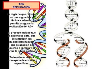 ADN REPLICACION La regla de que citosina se une a guanina y timina a adenina, permite asegurar la replicación del ADN. El proceso incluye que la cadena se abra, que se sinteticen los nucleótidos nuevos, que se acoplen de acuerdo a la regla y se forme la nueva cadena.  Todo esto se realiza con ayuda de enzimas especificas. 