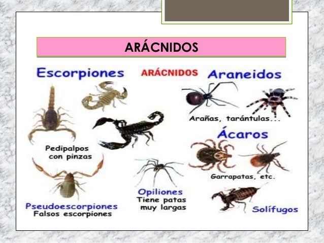 Tema 6 animales invertebrados total