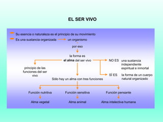 un organismo
por eso
principio de las
funciones del ser
vivo
la forma es
el alma del ser vivo
Sólo hay un alma con tres funciones
Función nutritiva Función sensitiva Función pensante
Alma vegetal Alma animal Alma intelectiva humana
NO ES una sustancia
independiente
espiritual e inmortal
SÍ ES la forma de un cuerpo
natural organizado
Es una sustancia organizada
Su esencia o naturaleza es el principio de su movimiento
EL SER VIVO
 