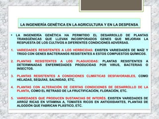 LA INGENIERÍA GENÉTICA EN LA AGRICULTURA Y EN LA DESPENSA
• LA INGENIERÍA GENÉTICA HA PERMITIDO EL DESARROLLO DE PLANTAS
TRANSGÉNICAS QUE LLEVAN INCORPORADOS GENES QUE MEJORAN LA
RESPUESTA DE LOS CULTIVOS A DIFERENTES CONDICIONES ADVERSAS.
1. VARIEDADES RESISTENTES A LOS HERBICIDAS: EXISTEN VARIEDADES DE MAÍZ Y
TRIGO CON GENES BACTERIANOS RESISTENTES A ESTOS COMPUESTOS QUÍMICOS.
2. PLANTAS RESISTENTES A LOS PLAGUICIDAS: PLANTAS RESISTENTES A
DETERMINADAS ENFERMEDADES PRODUCIDAS POR VIRUS, BACTERIAS O
INSECTOS.
3. PLANTAS RESISTENTES A CONDICIONES CLIMÁTICAS DESFAVORABLES, COMO
HELADAS, SEQUÍAS, SALINIDAD, ETC.
4. PLANTAS CON ALTERACIÓN DE CIERTAS CONDICIONES DE DESARROLLO DE LA
PLANTA, COMO EL RETRASO DE LA FRUCTIFICACIÓN, FLORACIÓN, ETC.
5. VARIEDADES QUE PRODUCEN SUSTANCIAS DE INTERÉS, EXISTEN VARIEDADES DE
ARROZ RICAS EN VITAMINA A, TOMATES RICOS EN ANTIOXIDANTES, PLANTAS DE
ALGODÓN QUE FABRICAN PLÁSTICO, ETC.
 