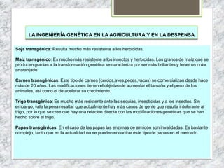 LA INGENIERÍA GENÉTICA EN LA AGRICULTURA Y EN LA DESPENSA
Soja transgénica: Resulta mucho más resistente a los herbicidas.
Maíz transgénico: Es mucho más resistente a los insectos y herbicidas. Los granos de maíz que se
producen gracias a la transformación genética se caracteriza por ser más brillantes y tener un color
anaranjado.
Carnes transgénicas: Este tipo de carnes (cerdos,aves,peces,vacas) se comercializan desde hace
más de 20 años. Las modificaciones tienen el objetivo de aumentar el tamaño y el peso de los
animales, así como el de acelerar su crecimiento.
Trigo transgénico: Es mucho más resistente ante las sequias, insecticidas y a los insectos. Sin
embargo, vale la pena resaltar que actualmente hay más casos de gente que resulta intolerante al
trigo, por lo que se cree que hay una relación directa con las modificaciones genéticas que se han
hecho sobre el trigo.
Papas transgénicas: En el caso de las papas las enzimas de almidón son invalidadas. Es bastante
complejo, tanto que en la actualidad no se pueden encontrar este tipo de papas en el mercado.
 
