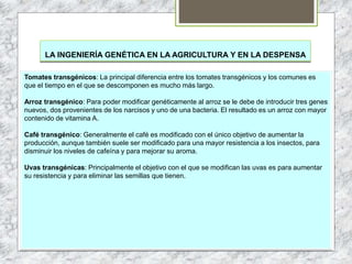 LA INGENIERÍA GENÉTICA EN LA AGRICULTURA Y EN LA DESPENSA
Tomates transgénicos: La principal diferencia entre los tomates transgénicos y los comunes es
que el tiempo en el que se descomponen es mucho más largo.
Arroz transgénico: Para poder modificar genéticamente al arroz se le debe de introducir tres genes
nuevos, dos provenientes de los narcisos y uno de una bacteria. El resultado es un arroz con mayor
contenido de vitamina A.
Café transgénico: Generalmente el café es modificado con el único objetivo de aumentar la
producción, aunque también suele ser modificado para una mayor resistencia a los insectos, para
disminuir los niveles de cafeína y para mejorar su aroma.
Uvas transgénicas: Principalmente el objetivo con el que se modifican las uvas es para aumentar
su resistencia y para eliminar las semillas que tienen.
 