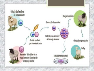 ALIMENTOS TRANSGÉNICOS
 