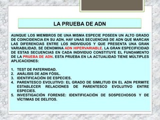 LA PRUEBA DE ADN
AUNQUE LOS MIEMBROS DE UNA MISMA ESPECIE POSEEN UN ALTO GRADO
DE COINCIDENCIA EN SU ADN, HAY UNAS SECUENCIAS DE ADN QUE MARCAN
LAS DIFERENCIAS ENTRE LOS INDIVIDUOS Y QUE PRESENTA UNA GRAN
VARIABILIDAD, SE DENOMINA ADN HIPERVARIABLE. LA GRAN ESPECIFICIDAD
DE ESTAS SECUENCIAS EN CADA INDIVIDUO CONSTITUYE EL FUNDAMENTO
DE LA PRUEBA DE ADN. ESTA PRUEBA EN LA ACTUALIDAD TIENE MÚLTIPLES
APLICACIONES:
1. TEST DE PATERNIDAD.
2. ANÁLISIS DE ADN FÓSIL.
3. IDENTIFICACIÓN DE ESPECIES.
4. PARENTESCO EVOLUTIVO: EL GRADO DE SIMILITUD EN EL ADN PERMITE
ESTABLECER RELACIONES DE PARENTESCO EVOLUTIVO ENTRE
ESPECIES.
5. INVESTIGACIÓN FORENSE: IDENTIFICACIÓN DE SOSPECHOSOS Y DE
VÍCTIMAS DE DELITOS.
 