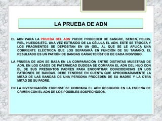 LA PRUEBA DE ADN
EL ADN PARA LA PRUEBA DEL ADN PUEDE PROCEDER DE SANGRE, SEMEN, PELOS,
PIEL, HUESOS,ETC. UNA VEZ EXTRAÍDO DE LA CÉLULA EL ADN, ESTE SE TROCEA Y
LOS FRAGMENTOS SE DEPOSITAN EN UN GEL, AL QUE SE LE APLICA UNA
CORRIENTE ELÉCTRICA QUE LOS SEPARARÁ EN FUNCIÓN DE SU TAMAÑO. EL
RESULTADO ES UN PATRÓN DE BANDAS CARACTERÍSTICO DE CADA INDIVIDUO.
LA PRUEBA DE ADN SE BASA EN LA COMPARACIÓN ENTRE DISTINTAS MUESTRAS DE
ADN. EN LOS CASOS DE PATERNIDAD DUDOSA SE COMPARA EL ADN DEL HIJO CON
EL DE SUS PRESUNTOS PADRES PARA ENCONTRAR COINCIDENCIAS EN LOS
PATRONES DE BANDAS. DEBE TENERSE EN CUENTA QUE APROXIMADAMENTE LA
MITAD DE LAS BANDAS DE UNA PERSONA PROCEDEN DE SU MADRE Y LA OTRA
MITAD DE SU PADRE.
EN LA INVESTIGACIÓN FORENSE SE COMPARA EL ADN RECOGIDO EN LA ESCENA DE
CRIMEN CON EL ADN DE LOS POSIBLES SOSPECHOSOS.
 