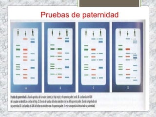 ALIMENTOS TRANSGÉNICOS
 
