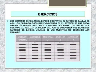 EJERCICIOS
1. LOS MIEMBROS DE UNA MISMA ESPECIE COMPARTEN EL PATRÓN DE BANDAS DE
ADN. LOS PALEONTÓLOGOS HAN ENCONTRADO EN EL INTERIOR DE UNA CUEVA
DIFERENTES HUESOS MEZCLADOS Y QUIEREN DESCARTAR LOS QUE NO SON
HUMANOS. AL REALIZAR LA PRUEBA DEL ADN SE OBTUVIERON LOS SIGUIENTES
PATRONES DE BANDAS. ¿CUÁLES DE LAS MUESTRAS NO CONTIENEN ADN
HUMANO?
 