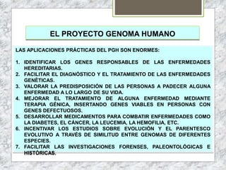 EL PROYECTO GENOMA HUMANO
LAS APLICACIONES PRÁCTICAS DEL PGH SON ENORMES:
1. IDENTIFICAR LOS GENES RESPONSABLES DE LAS ENFERMEDADES
HEREDITARIAS.
2. FACILITAR EL DIAGNÓSTICO Y EL TRATAMIENTO DE LAS ENFERMEDADES
GENÉTICAS.
3. VALORAR LA PREDISPOSICIÓN DE LAS PERSONAS A PADECER ALGUNA
ENFERMEDAD A LO LARGO DE SU VIDA.
4. MEJORAR EL TRATAMIENTO DE ALGUNA ENFERMEDAD MEDIANTE
TERAPIA GÉNICA, INSERTANDO GENES VIABLES EN PERSONAS CON
GENES DEFECTUOSOS.
5. DESARROLLAR MEDICAMENTOS PARA COMBATIR ENFERMEDADES COMO
LA DIABETES, EL CÁNCER, LA LEUCEMIA, LA HEMOFILIA, ETC.
6. INCENTIVAR LOS ESTUDIOS SOBRE EVOLUCIÓN Y EL PARENTESCO
EVOLUTIVO A TRAVÉS DE SIMILITUD ENTRE GENOMAS DE DIFERENTES
ESPECIES.
7. FACILITAR LAS INVESTIGACIONES FORENSES, PALEONTOLÓGICAS E
HISTÓRICAS.
 