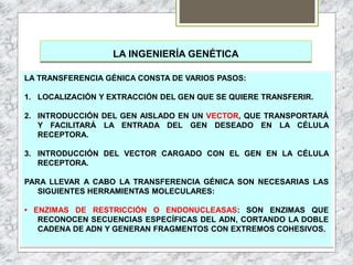 LA INGENIERÍA GENÉTICA
LA TRANSFERENCIA GÉNICA CONSTA DE VARIOS PASOS:
1. LOCALIZACIÓN Y EXTRACCIÓN DEL GEN QUE SE QUIERE TRANSFERIR.
2. INTRODUCCIÓN DEL GEN AISLADO EN UN VECTOR, QUE TRANSPORTARÁ
Y FACILITARÁ LA ENTRADA DEL GEN DESEADO EN LA CÉLULA
RECEPTORA.
3. INTRODUCCIÓN DEL VECTOR CARGADO CON EL GEN EN LA CÉLULA
RECEPTORA.
PARA LLEVAR A CABO LA TRANSFERENCIA GÉNICA SON NECESARIAS LAS
SIGUIENTES HERRAMIENTAS MOLECULARES:
• ENZIMAS DE RESTRICCIÓN O ENDONUCLEASAS: SON ENZIMAS QUE
RECONOCEN SECUENCIAS ESPECÍFICAS DEL ADN, CORTANDO LA DOBLE
CADENA DE ADN Y GENERAN FRAGMENTOS CON EXTREMOS COHESIVOS.
 