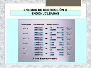 ENZIMAS DE RESTRICCIÓN O
ENDONUCLEASAS
 