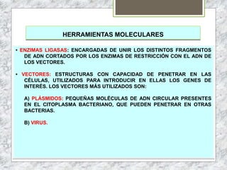 HERRAMIENTAS MOLECULARES
• ENZIMAS LIGASAS: ENCARGADAS DE UNIR LOS DISTINTOS FRAGMENTOS
DE ADN CORTADOS POR LOS ENZIMAS DE RESTRICCIÓN CON EL ADN DE
LOS VECTORES.
• VECTORES: ESTRUCTURAS CON CAPACIDAD DE PENETRAR EN LAS
CÉLULAS, UTILIZADOS PARA INTRODUCIR EN ELLAS LOS GENES DE
INTERÉS. LOS VECTORES MÁS UTILIZADOS SON:
A) PLÁSMIDOS: PEQUEÑAS MOLÉCULAS DE ADN CIRCULAR PRESENTES
EN EL CITOPLASMA BACTERIANO, QUE PUEDEN PENETRAR EN OTRAS
BACTERIAS.
B) VIRUS.
 