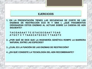 EJERCICIOS
1. EN LA PRESENTACIÓN TIENES LAS SECUENCIAS DE CORTE DE LAS
ENZIMAS DE RESTRICCIÓN ECO RI Y SMA I. ¿QUÉ FRAGMENTOS
ORIGINARÍAN ESTOS ENZIMAS AL ACTUAR SOBRE LA CADENA DE ADN
SIGUIENTE?
T A C G A G A A T T C G T A C G C G A A T T C A G
A T G C T C T T A A G C A T G C G C T T A A G T C
2. ¿POR QUÉ SE DICE QUE LA INGENIERÍA GENÉTICA ROMPE LA BARRERA
NATURAL ENTRE LAS ESPECIES?
3. ¿CUÁL ES LA FUNCIÓN DE LAS ENZIMAS DE RESTRICCIÓN?
4. ¿EN QUÉ CONSISTE LA TECNOLOGÍA DEL ADN RECOMBINANTE?
 