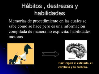 Hábitos , destrezas y
          habilidades
Memorias de procedimiento en las cuales se
sabe como se hace pero es una información
compilada de manera no explicita: habilidades
motoras




                           Participan el estriado, el
                           cerebelo y la corteza.
 