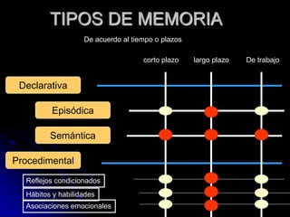 TIPOS DE MEMORIA
                   De acuerdo al tiempo o plazos

                                    corto plazo    largo plazo   De trabajo


 Declarativa

         Episódica

         Semántica

Procedimental
  Reflejos condicionados
  Hábitos y habilidades
  Asociaciones emocionales
 