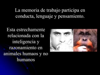 La memoria de trabajo participa en
     conducta, lenguaje y pensamiento.

 Esta estrechamente
  relacionada con la
     inteligencia y
   razonamiento en
animales humaos y no
       humanos
 