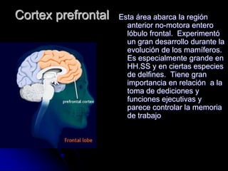Cortex prefrontal   Esta área abarca la región
                      anterior no-motora entero
                      lóbulo frontal. Experimentó
                      un gran desarrollo durante la
                      evolución de los mamíferos.
                      Es especialmente grande en
                      HH.SS y en ciertas especies
                      de delfines. Tiene gran
                      importancia en relación a la
                      toma de dediciones y
                      funciones ejecutivas y
                      parece controlar la memoria
                      de trabajo
 