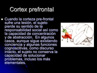 Cortex prefrontal
   Cuando la corteza pre-frontal
    sufre una lesión, el sujeto
    pierde su sentido de la
    responsabilidad social así como
    la capacidad de concentración
    y de abstracción. En algunos
    casos, aunque sigue existiendo
    conciencia y algunas funciones
    cognoscitivas, como discurso
    intacto, el sujeto no conserva la
    capacidad de solucionar
    problemas, incluso los más
    elementales.
 