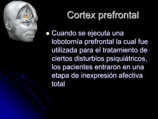 Cortex prefrontal
   Cuando se ejecuta una
    lobotomía prefrontal la cual fue
    utilizada para el tratamiento de
    ciertos disturbios psiquiátricos,
    los pacientes entraron en una
    etapa de inexpresión afectiva
    total
 