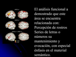 El análisis funcional a
demostrado que este
área se encuentra
relacionada con:
Percepción de rostros
Series de letras o
números su
mantenimiento y
evocación, con especial
énfasis en el material
semántico.
 