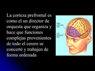 La corteza prefrontal es
como el un director de
orquesta que organiza y
hace que funciones
complejas provenientes
de todo el cerero se
concerté y trabajen de
forma ordenada
 