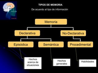 TIPOS DE MEMORIA
            De acuerdo al tipo de información




                       Memoria


   Declarativa                         No-Declarativa


Episódica             Semántica                 Procedimental



          Hechos
                                   Hechos              Habilidades
         acerca de
                                  generales
        situaciones
 