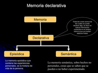 Memoria declarativa


                                Memoria                        Todas las cosas acerca de
                                                                   las cuales se puede
                                                                declarar algo, es decir es
                                                                    toda la información
                                                                 contenida en el cerebro
                                                                 sobre la que se pueden
                                                                      elaborar frases


                                Declarativa



    Episódica                                        Semántica
La memoria episódica que
contiene las experiencias                 La memoria semántica, sobre hechos no
personales, es la historia de             personales, cosas que se saben que se
vida de la persona.                       pueden o no haber experimentado.
 