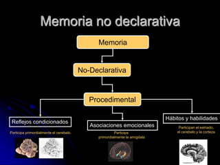 Memoria no declarativa
                                               Memoria


                                         No-Declarativa



                                            Procedimental

                                                                             Hábitos y habilidades
 Reflejos condicionados
                                            Asociaciones emocionales              Participan el estriado,
Participa primordialmente el cerebelo.                  Participa                el cerebelo y la corteza
                                               primordialmente la amígdala
 