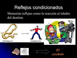 Reflejos condicionados
   Memorias reflejas como la reacción al taladro
   del dentista



                                          MIEDO



ESTIMULO           CONDUCTA         SENTIMIENTO



                                     El
                                  cerebelo
 