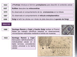 1833 J Purkinje introduce el término protoplasma para describir el contenido celular
1857 Kolliker descubre las mitocondrias
1879 Es observado el comportamiento de los cromosomas en la mitosis
Es observado el comportamiento el retículo endoplasmático1897
1898 Golgi al teñir las células con nitrato de plata descubre el aparato de Golgi
SIGLO XX
Santiago Ramón y Cajal.
Demuestra definitivamente la
individualidad celular en el
tejido nervioso, concediendo
validez universal a la teoría
celular.
1906 Santiago Ramón y Cajal y Camilo Golgi reciben el Premio
Nobel por trabajos científicos basados en observaciones
microscópicas realizadas mediante el teñido de muestras.
1933
 