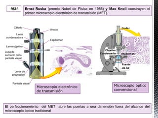 1931 Ernst Ruska (premio Nobel de Física en 1986) y Max Knoll construyen el
primer microscopio electrónico de transmisión (MET).
El perfeccionamiento del MET abre las puertas a una dimensión fuera del alcance del
microscopio óptico tradicional
Cátodo
Ánodo
Lente
condensadora
Lente objetivo
Lupa de
aumento de la
pantalla visual
Lente de
proyección
Pantalla visual
Espécimen
Microscopio electrónico
de transmisión
Microscopio óptico
convencional
 