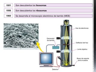 1951 Son descubiertos los lisosomas
1956 Son descubiertos los ribosomas
1965 Se desarrolla el microscopio electrónico de barrido (MEB)
Haz de electrones
Deflector del haz
Lente objetivo
Brazo de soporte
de la muestra
Detector
Generador
de barrido
 