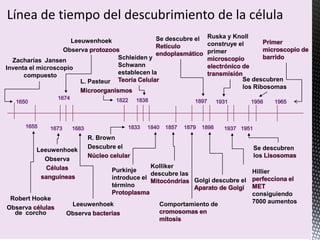 Robert Hooke
Observa
de corcho
Zacharías Jansen
Inventa el microscopio
compuesto
Leeuwenhoek
Observa
Leeuwenhoek
Observa
L. Pasteur
R. Brown
Descubre el
Schleiden y
Schwann
establecen la
Kolliker
descubre las
Comportamiento de
Se descubre el
Golgi descubre el
Ruska y Knoll
construye el
primer
Hillier
consiguiendo
7000 aumentosLeeuwenhoek
Observa
Purkinje
introduce el
término
Se descubren
los
Se descubren
los Ribosomas
 