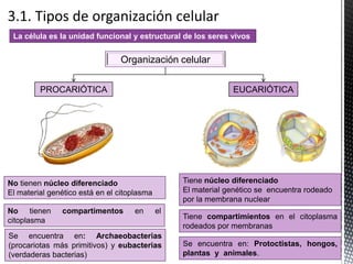 EUCARIÓTICAPROCARIÓTICA
Tiene núcleo diferenciado
El material genético se encuentra rodeado
por la membrana nuclear
Tiene compartimientos en el citoplasma
rodeados por membranas
Se encuentra en: Protoctistas, hongos,
plantas y animales.
No tienen núcleo diferenciado
El material genético está en el citoplasma
No tienen compartimentos en el
citoplasma
Se encuentra en: Archaeobacterias
(procariotas más primitivos) y eubacterias
(verdaderas bacterias)
Organización celular
La célula es la unidad funcional y estructural de los seres vivos
 