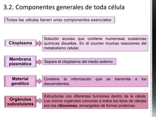 Todas las células tienen unos componentes esenciales:
Citoplasma
Solución acuosa que contiene numerosas sustancias
químicas disueltas. En él ocurren muchas reacciones del
metabolismo celular.
Membrana
plasmática
Material
genético
Orgánulos
subcelulares
Contiene la información que se transmite a los
descendientes.
Separa el citoplasma del medio externo
Estructuras con diferentes funciones dentro de la célula.
Los únicos orgánulos comunes a todos los tipos de células
son los ribosomas, encargados de formar proteínas.
 