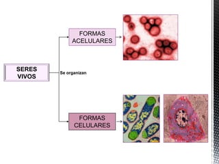 SERES
VIVOS
Se organizan
FORMAS
ACELULARES
FORMAS
CELULARES
 