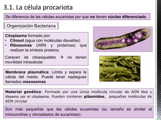 Se diferencia de las células eucariotas por que no tienen núcleo diferenciado
Material genético: Formado por una única molécula circular de ADN libre y
disperso por el citoplasma. Pueden contener plásmidos, pequeñas moléculas de
ADN circular
Organización Bacteriana
Citoplasma formado por:
• Citosol (agua con moléculas disueltas)
• Ribosomas (ARN y proteínas) que
realizan la síntesis proteica.
Carecen de citoesqueleto  no tienen
movilidad intracelular.
Membrana plasmática: Limita y separa la
célula del medio. Puede tener repliegues
llamados mesosomas
Son más pequeñas que las células eucariotas (su tamaño es similar al
mitocondrias y cloroplastos de eucariotas).
 