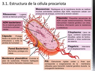 ADN bacteriano:
Es el material genético
Controla la actividad
celular.
Ribosomas: Lugares
donde se fabrican proteínas
Mesosomas: Repliegues en la membrana donde se realizan
muchas actividades celulares (fijar ADN, respiración celular con
producción de energía, control de la división celular)
Cápsula: Protege
frente a la acción de los
anticuerpos y evita la
pérdida de humedad
Pared Bacteriana:
Da forma y protege a la
célula
Membrana plasmática: Controla el
paso de sustancias. Presenta repliegues
hacia el interior llamados mesosomas
Citoplasma: Lleno de
agua, contiene sustancias
disueltas, gotas de lípidos,
almidón y otras sustancias
de reserva.
Flagelo/s: Interviene
en el desplazamiento
Pili: Estructuras rígidas cortas y finas que
corresponde a evaginaciones de la membrana
utilizados para transmitir material genético durante la
conjugación bacteriana.
Plásmido: Pequeñas secuencias de
ADN circular extracromosómico. Permite
intercambiar material genético con otras.
Contiene información para la resistencia
a antibióticos
 